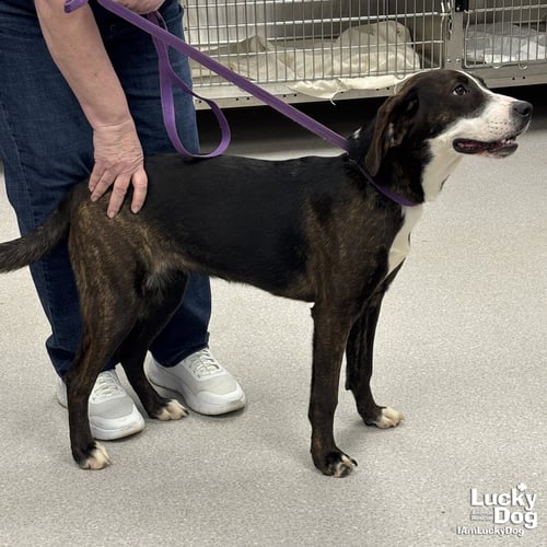 ARYN - Shepherd / Plott Hound available for adoption