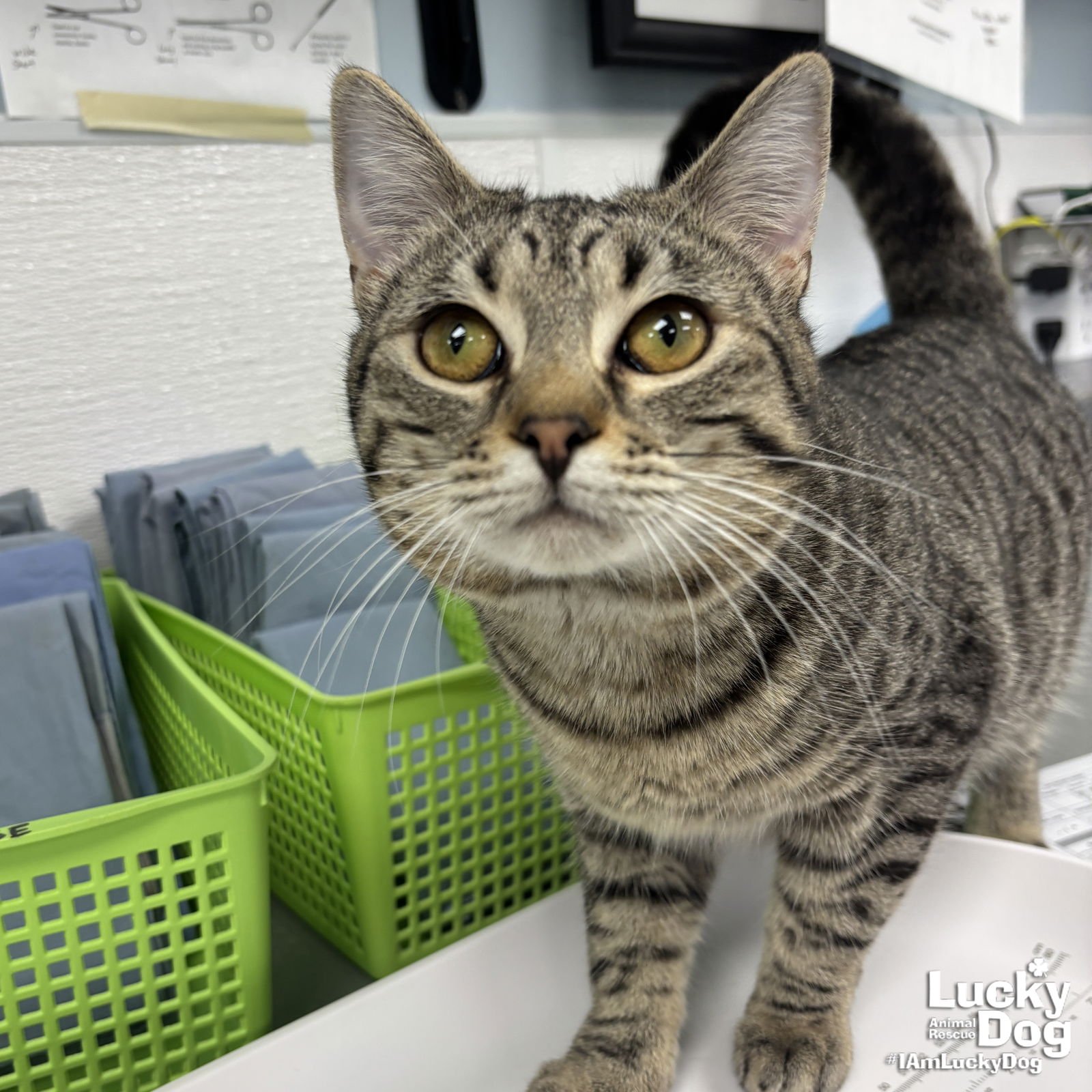 CARLSON - Domestic Short Hair available for adoption