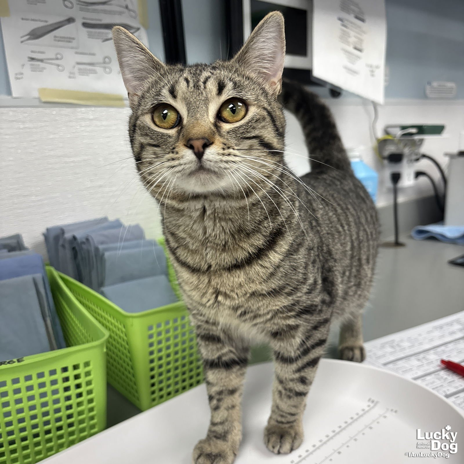 CARLSON - Domestic Short Hair available for adoption