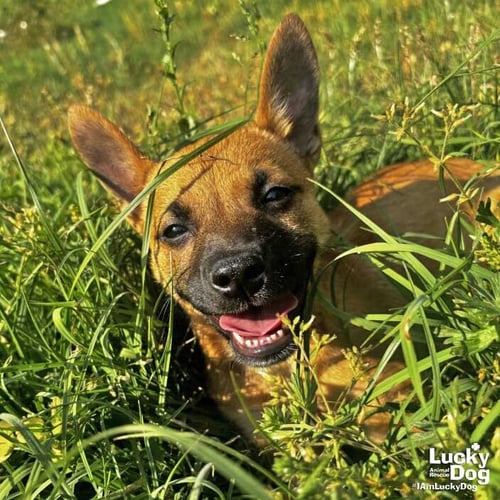 WISTERIA - Shepherd / Terrier available for adoption