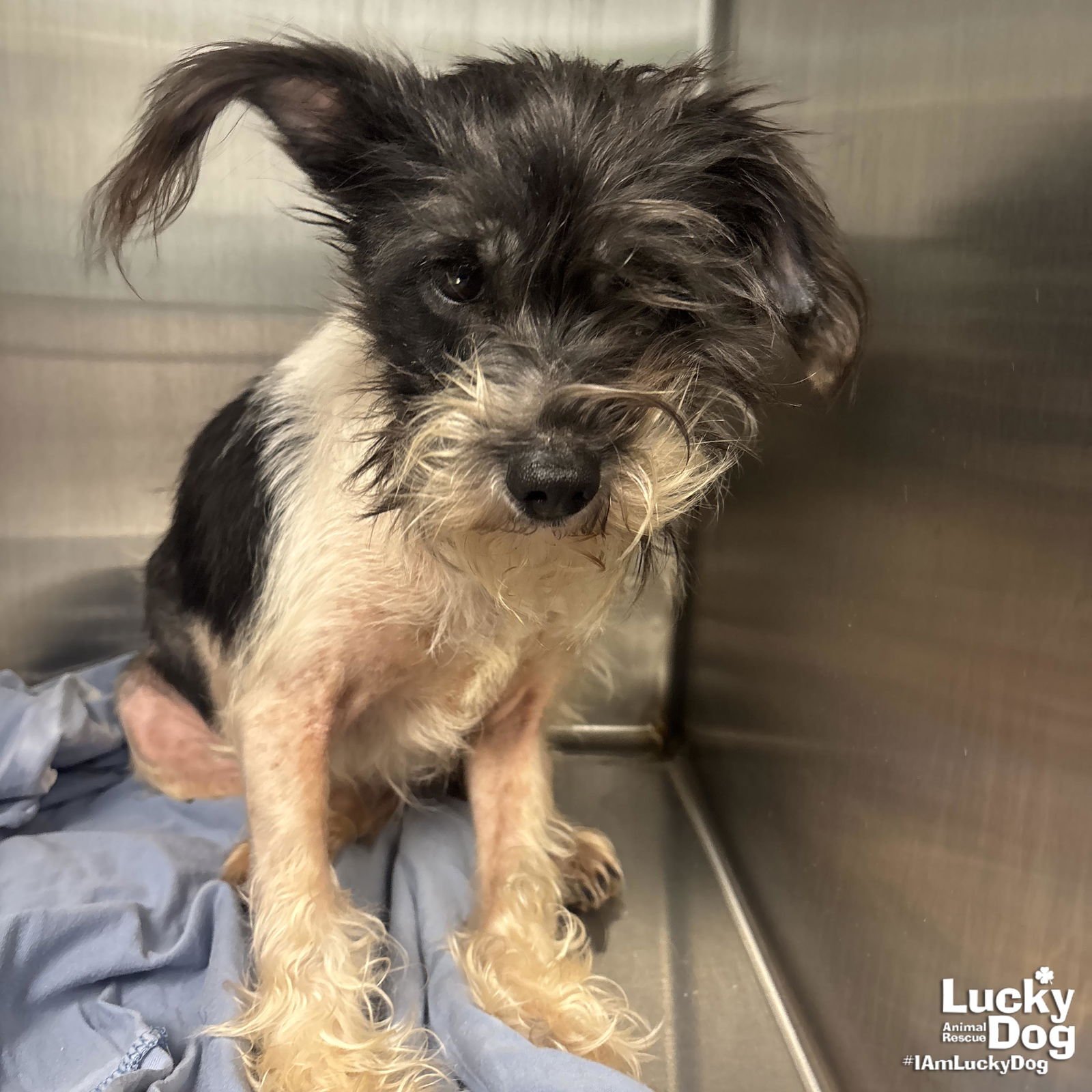 ZELLY - Yorkshire Terrier Yorkie / Terrier available for adoption