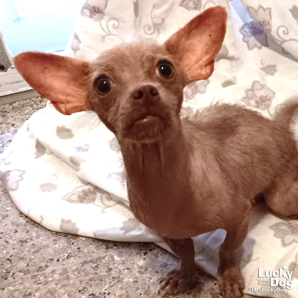 NESSA - Chihuahua available for adoption