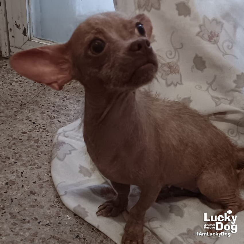 NESSA - Chihuahua available for adoption