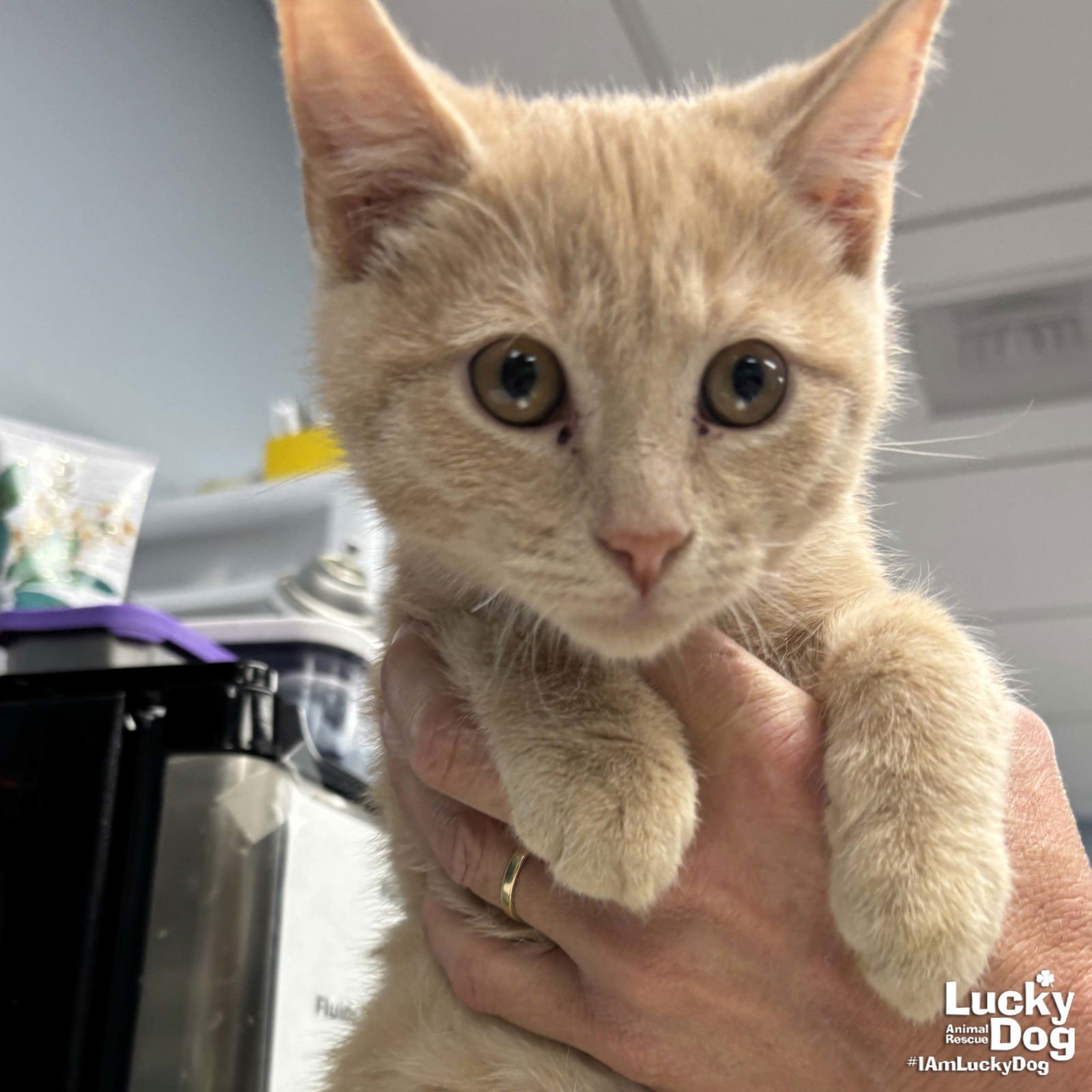 BRO - Domestic Short Hair available for adoption