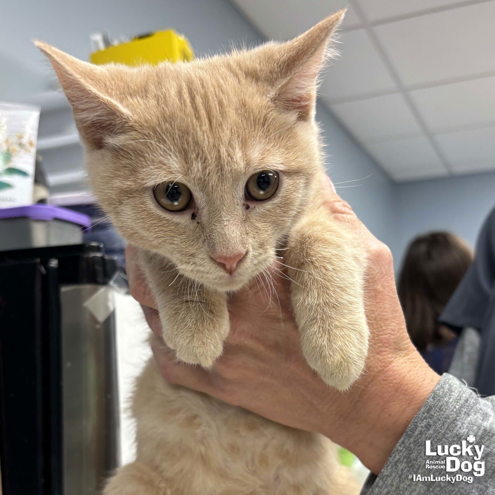 BRO - Domestic Short Hair available for adoption