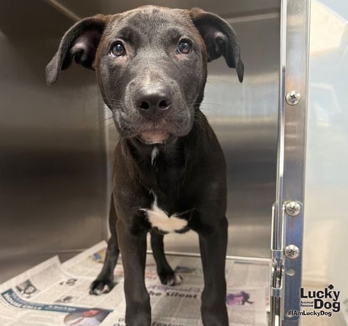 BELLISIMA - Labrador Retriever / Terrier available for adoption
