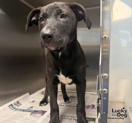 BELLISIMA - Labrador Retriever / Terrier available for adoption