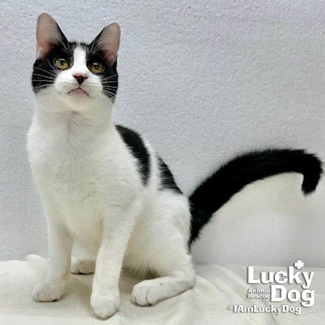 LYNDON - Domestic Short Hair available for adoption