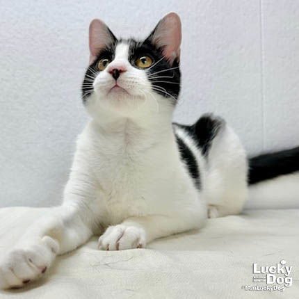 LYNDON - Domestic Short Hair available for adoption