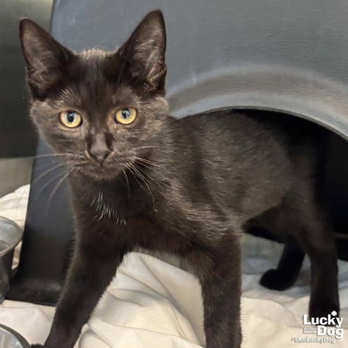 CROISSANT - Domestic Short Hair available for adoption