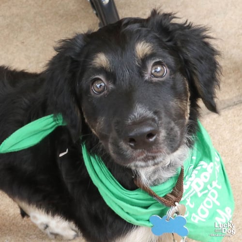 AQUEO - Australian Cattle Dog/Blue Heeler available for adoption