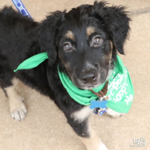 AQUEO - Australian Cattle Dog/Blue Heeler available for adoption