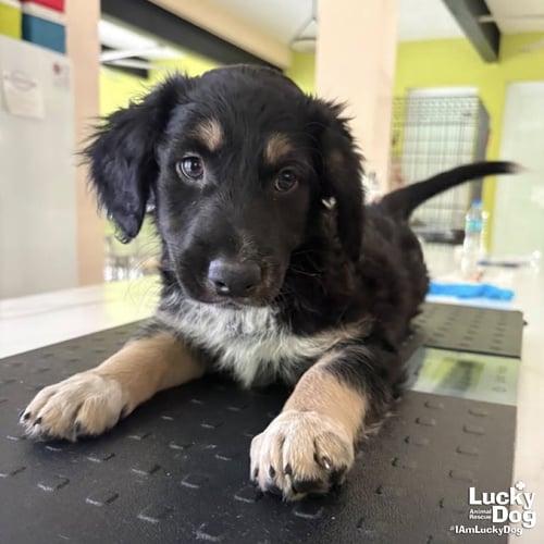 AQUEO - Australian Cattle Dog/Blue Heeler available for adoption