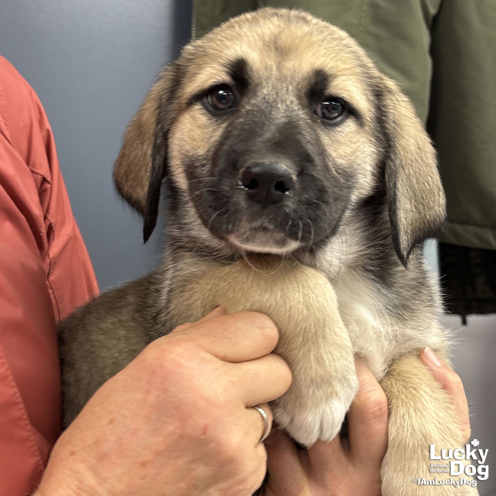 DORIS - Great Pyrenees / Labrador Retriever available for adoption