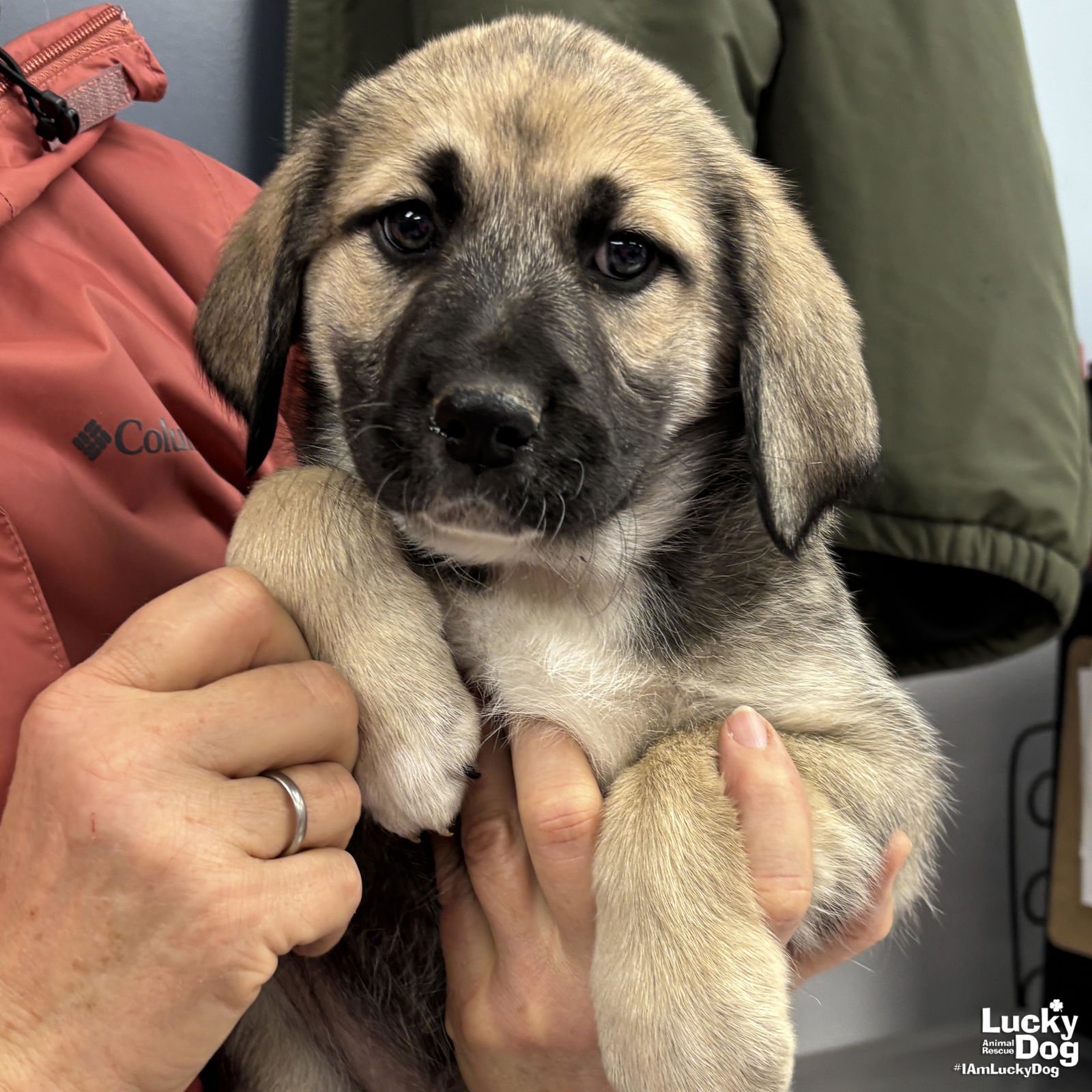 DORIS - Great Pyrenees / Labrador Retriever available for adoption