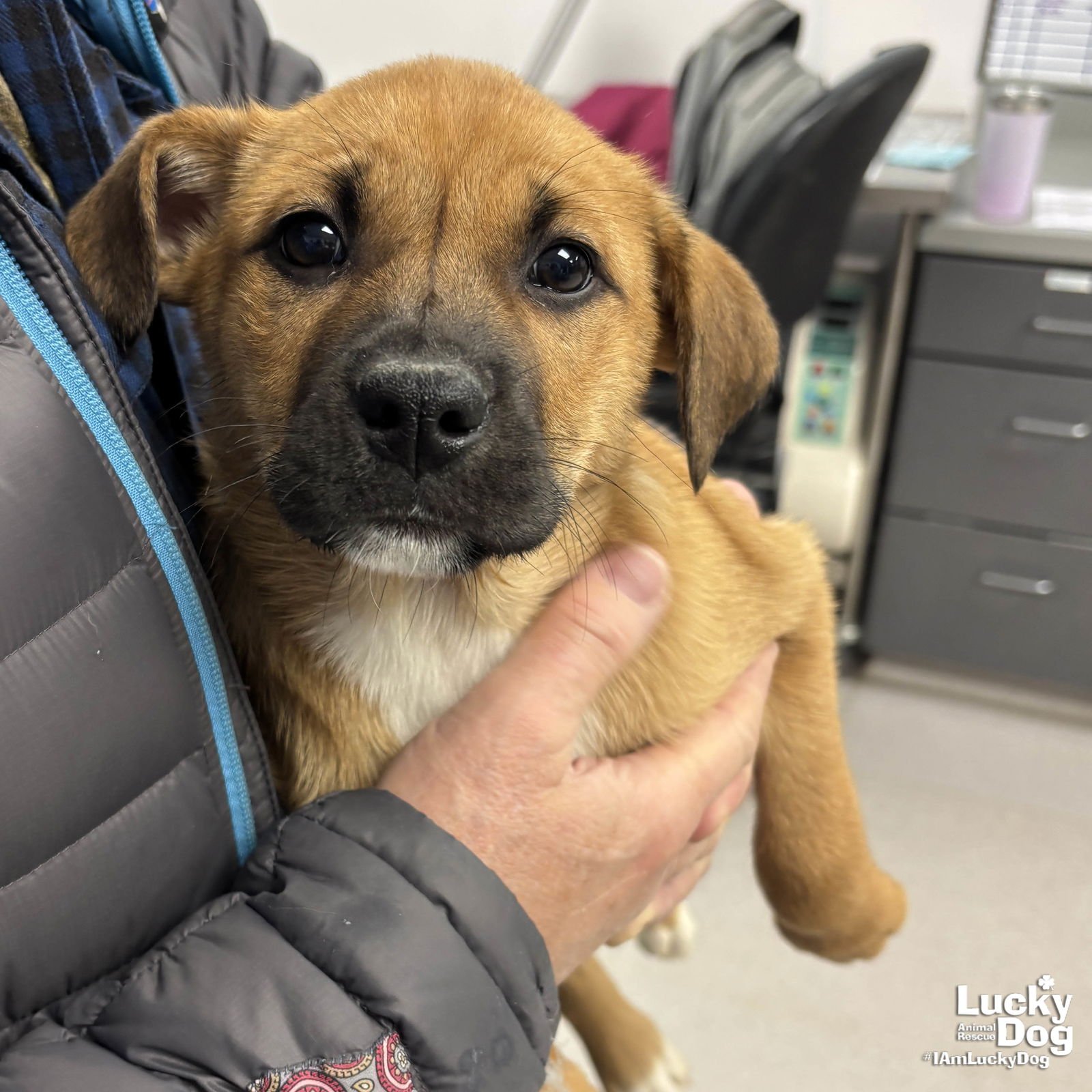 NEW SAM - Golden Retriever / Shepherd available for adoption