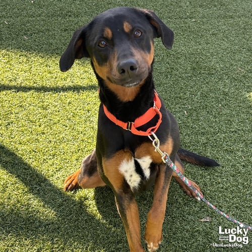 LILLY ANN - Labrador Retriever / Hound available for adoption