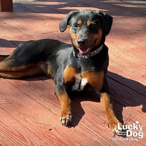 LILLY ANN - Labrador Retriever / Hound available for adoption