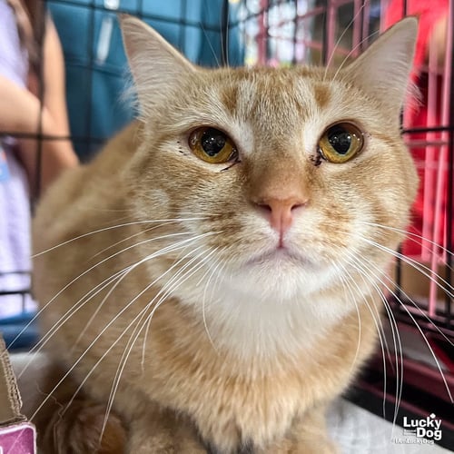 CATO - Domestic Short Hair available for adoption