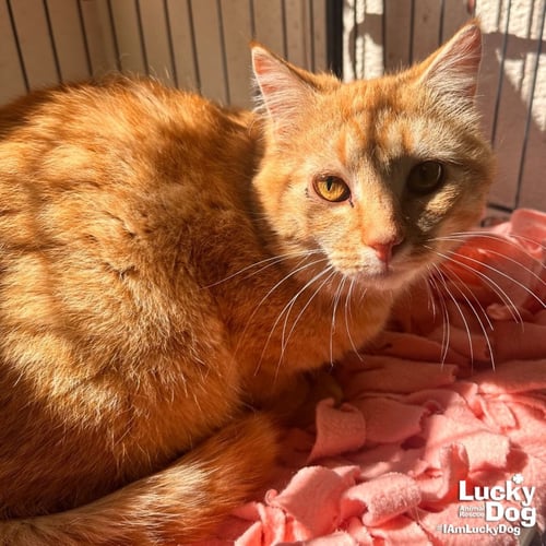 CATO - Domestic Short Hair available for adoption