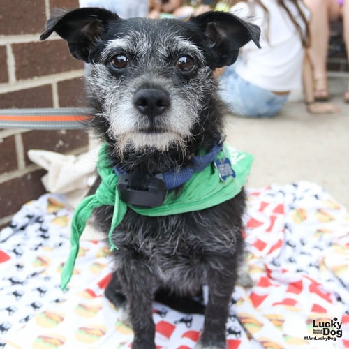 TIFFANY - Schnauzer / Terrier available for adoption