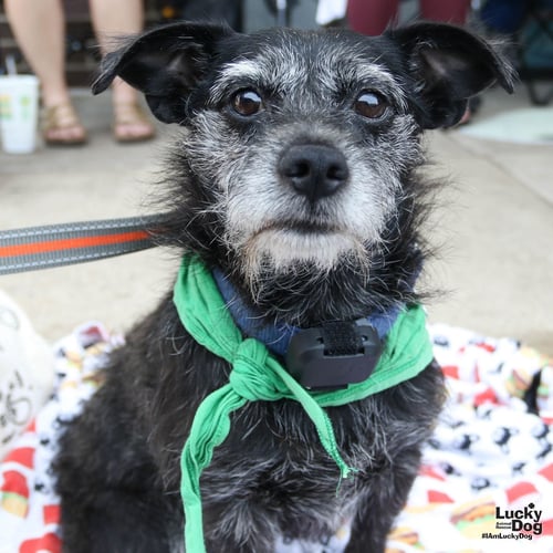TIFFANY - Schnauzer / Terrier available for adoption