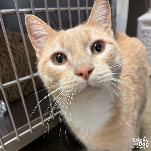 SIR RANDY - Domestic Short Hair / Tabby available for adoption