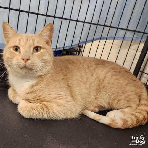 SIR RANDY - Domestic Short Hair / Tabby available for adoption