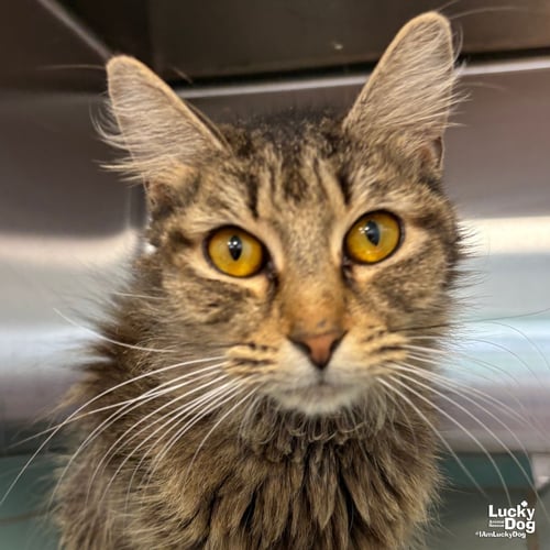 PIPETTE - Domestic Short Hair available for adoption