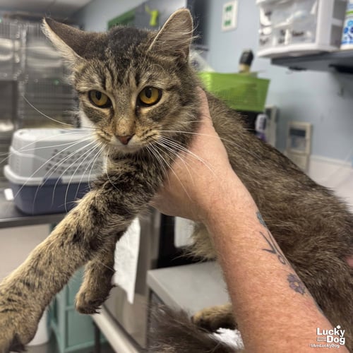PIPETTE - Domestic Short Hair available for adoption