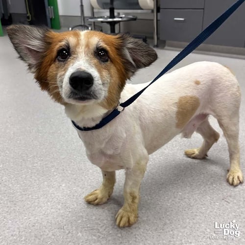 OZZY - Corgi available for adoption