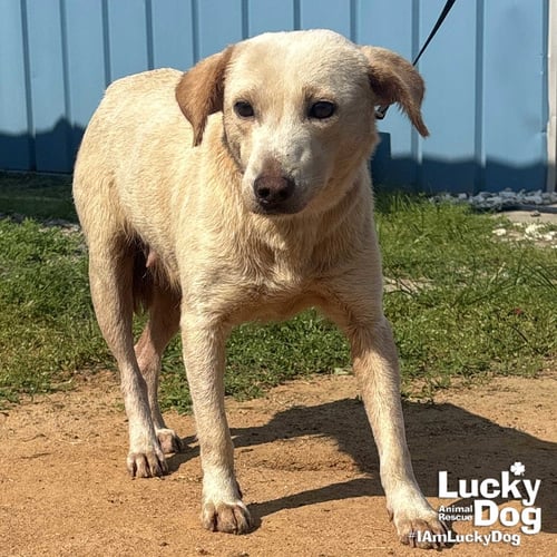 SPUNKY - Labrador Retriever available for adoption