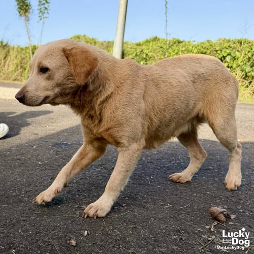 SPUNKY - Labrador Retriever available for adoption