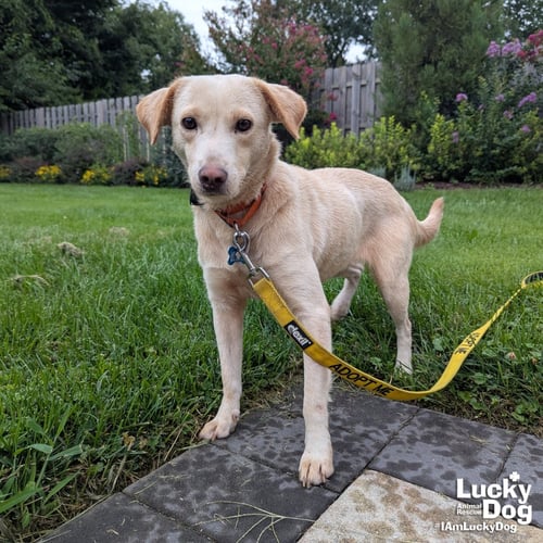 SPUNKY - Labrador Retriever available for adoption