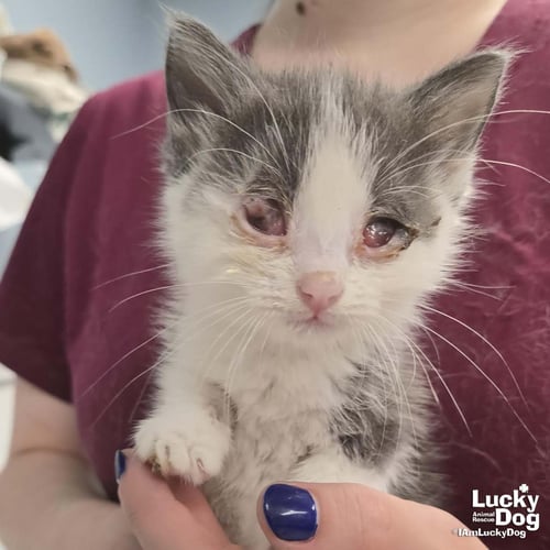 LITTLE APRICOT - Domestic Short Hair available for adoption
