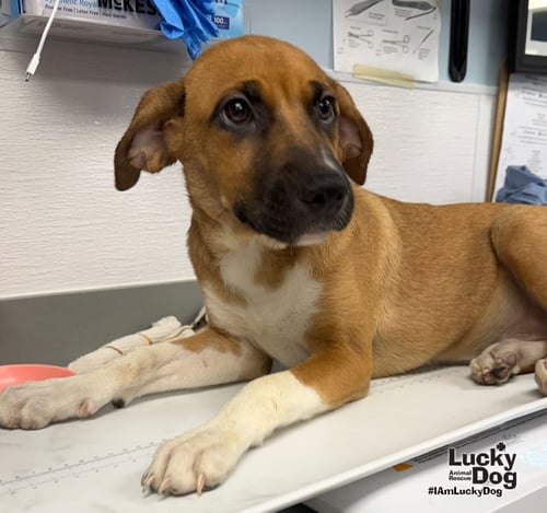 FUDGESICLE - Shepherd / Labrador Retriever available for adoption