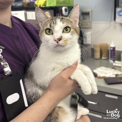 JERSEY - Domestic Short Hair for adoption in Washington
