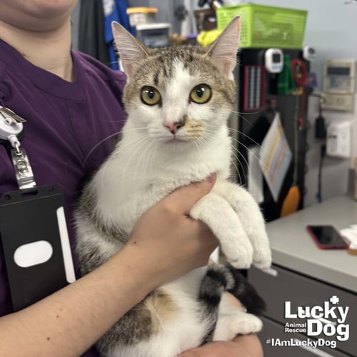 JERSEY - Domestic Short Hair available for adoption
