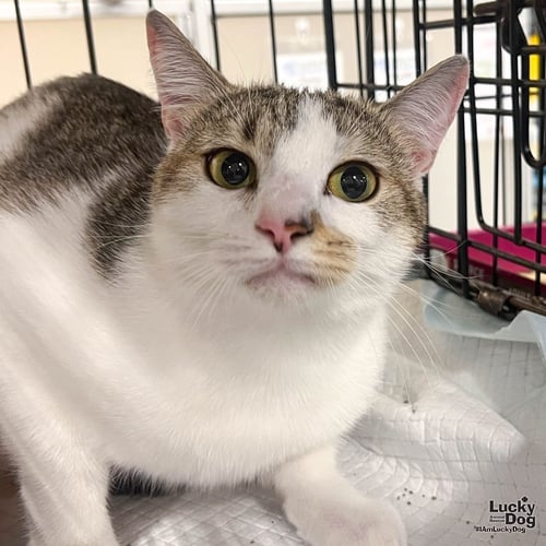 JERSEY - Domestic Short Hair available for adoption