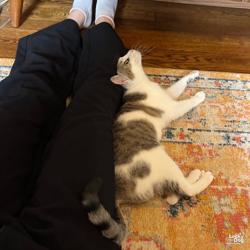 JERSEY - Domestic Short Hair available for adoption