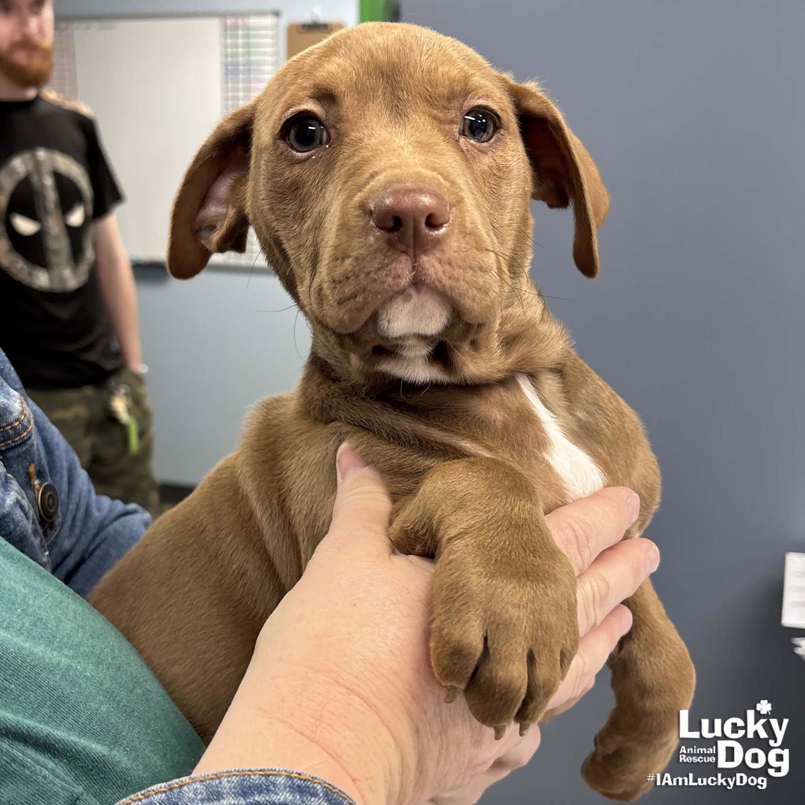 MADDIE - Labrador Retriever / Terrier available for adoption