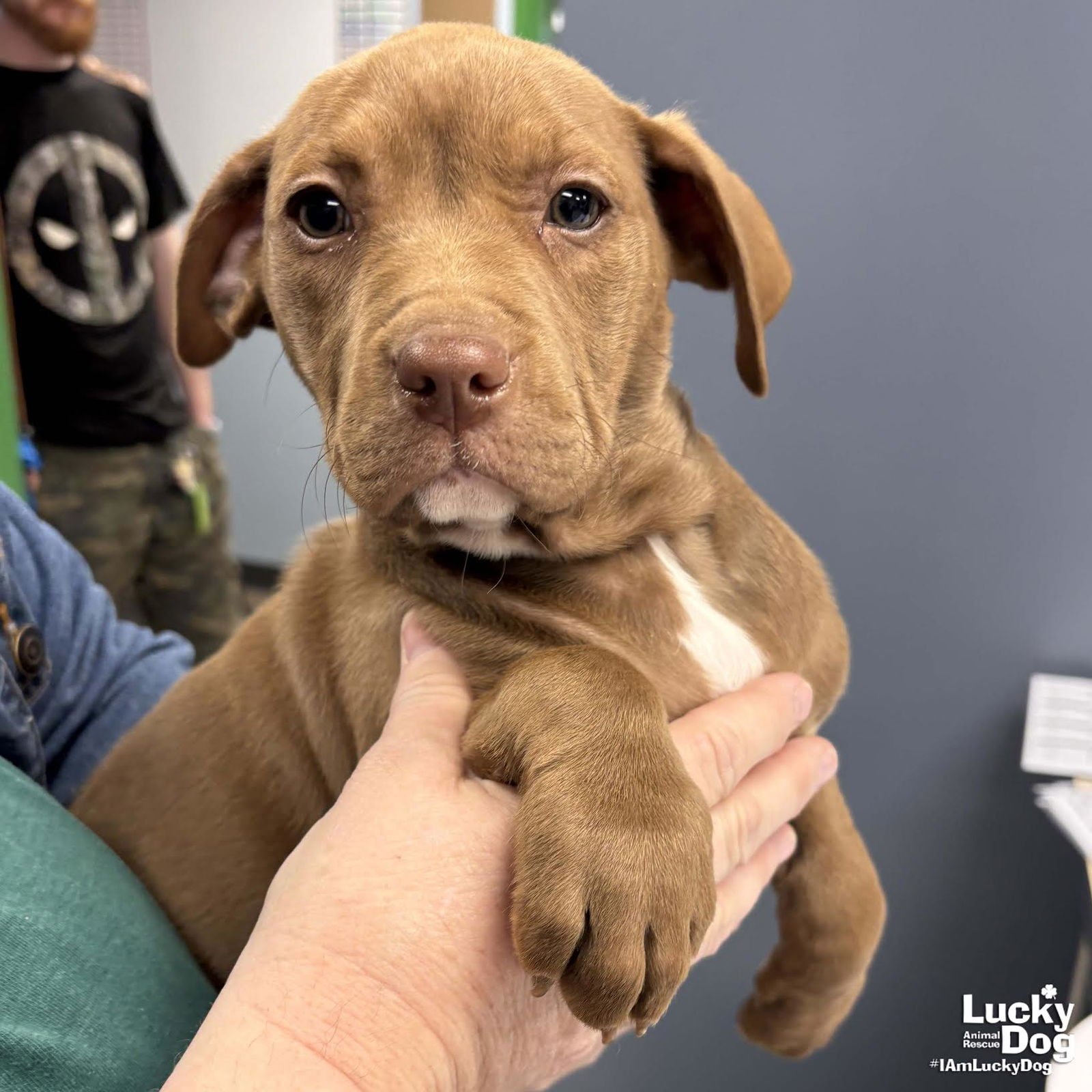 MADDIE - Labrador Retriever / Terrier available for adoption