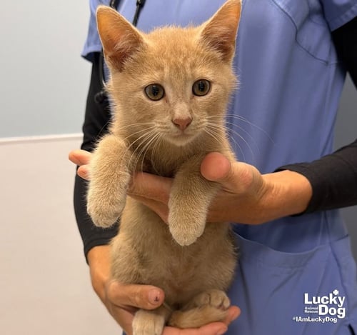 CRAWFORD - Domestic Short Hair available for adoption