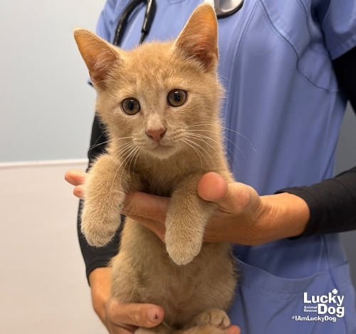 CRAWFORD - Domestic Short Hair available for adoption