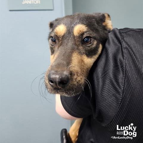 BRODY - Beagle available for adoption