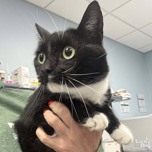 LIBBY - Domestic Short Hair available for adoption