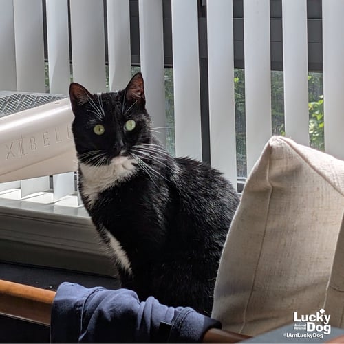 LIBBY - Domestic Short Hair available for adoption