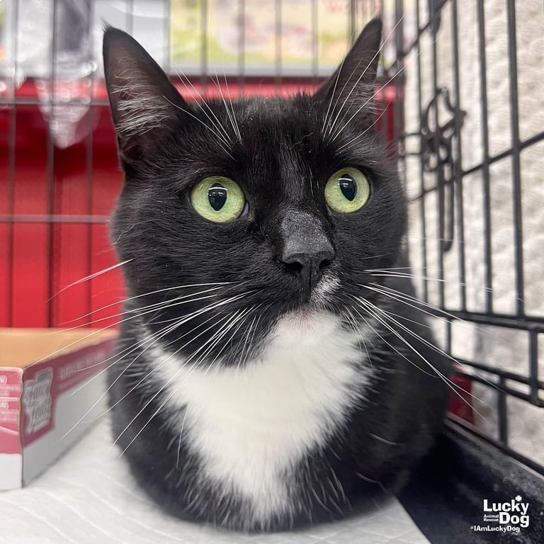 Libby Image