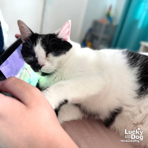 ONNO - Domestic Short Hair available for adoption