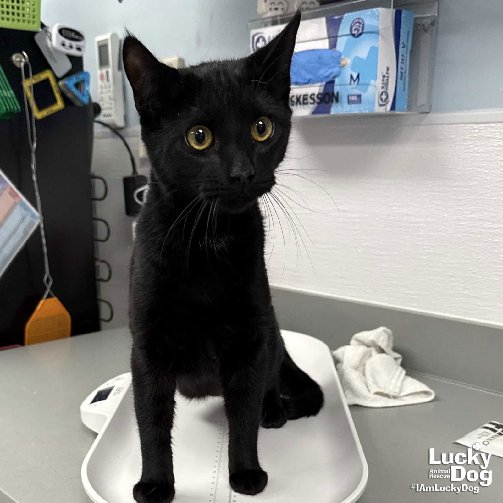 ROY - Domestic Short Hair available for adoption